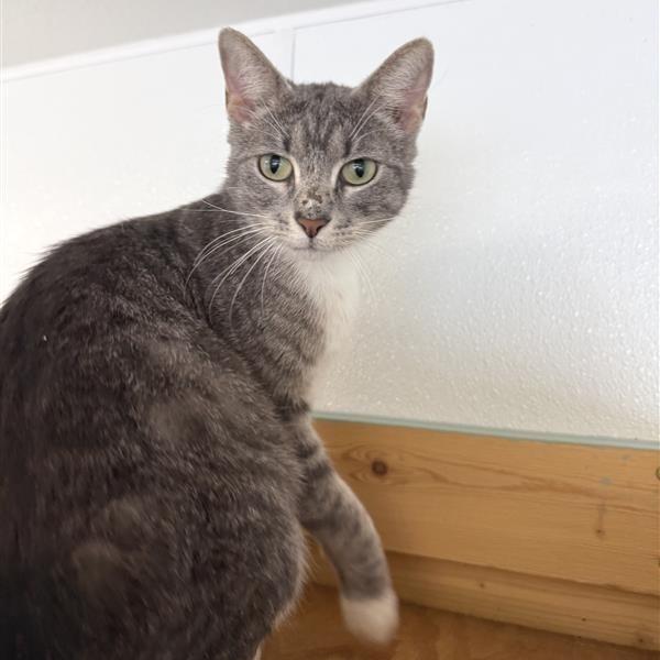 Enlarge Etna, a Adoptable American Shorthair in Mount Shasta, CA image 5/6