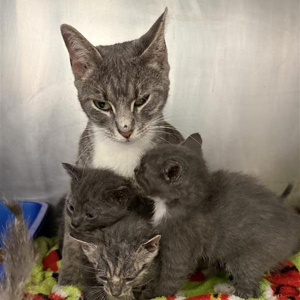 Etna, a Adoptable American Shorthair in Mount Shasta, CA image 4/4