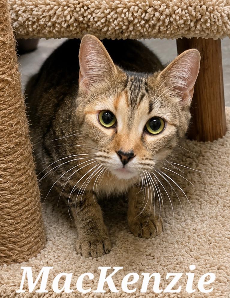 MacKenzie, ADOPTABLE, Young Female Tabby & Calico.