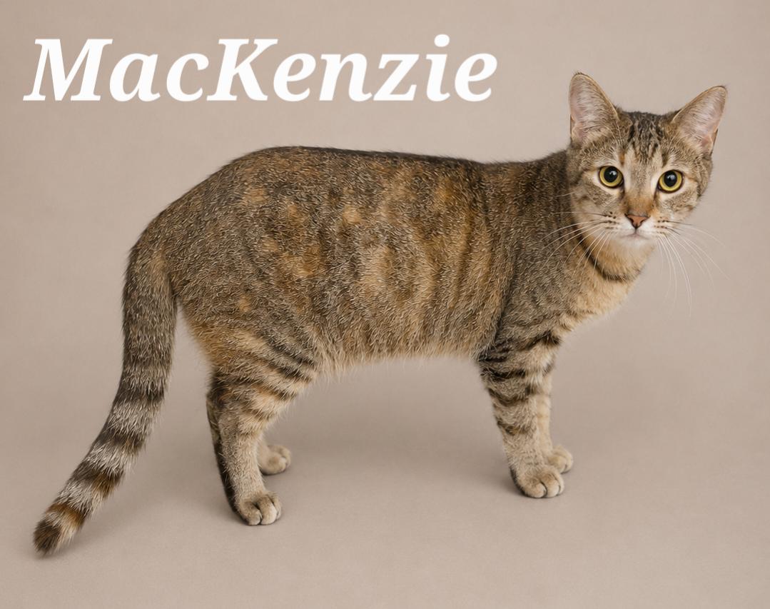 Enlarge MacKenzie, a ADOPTABLE mixed breed in Monroeville, PA image 2/2