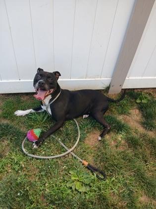 Kylo, Adoptable, Adult Male Mixed Breed & Mixed Breed.