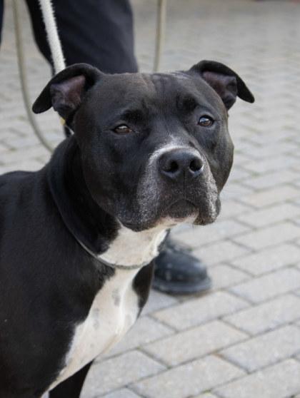 Enlarge Kylo, a Adoptable mixed breed in Fallston, MD image 2/3