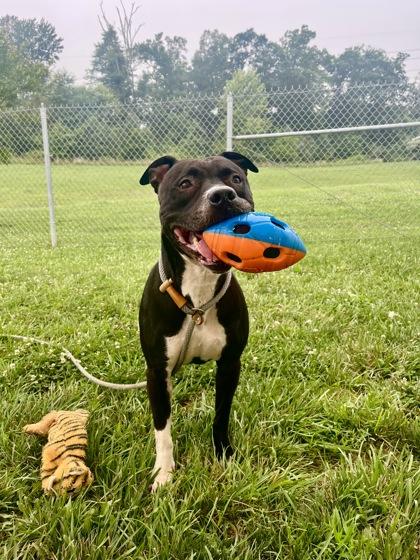 Enlarge Kylo, a Adoptable mixed breed in Fallston, MD image 3/3