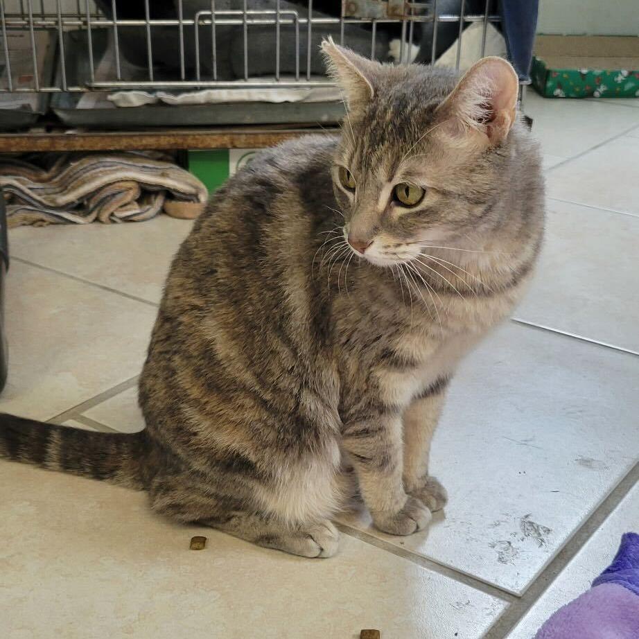 Scary Spice, ADOPTABLE, Adult Female Domestic Short Hair.