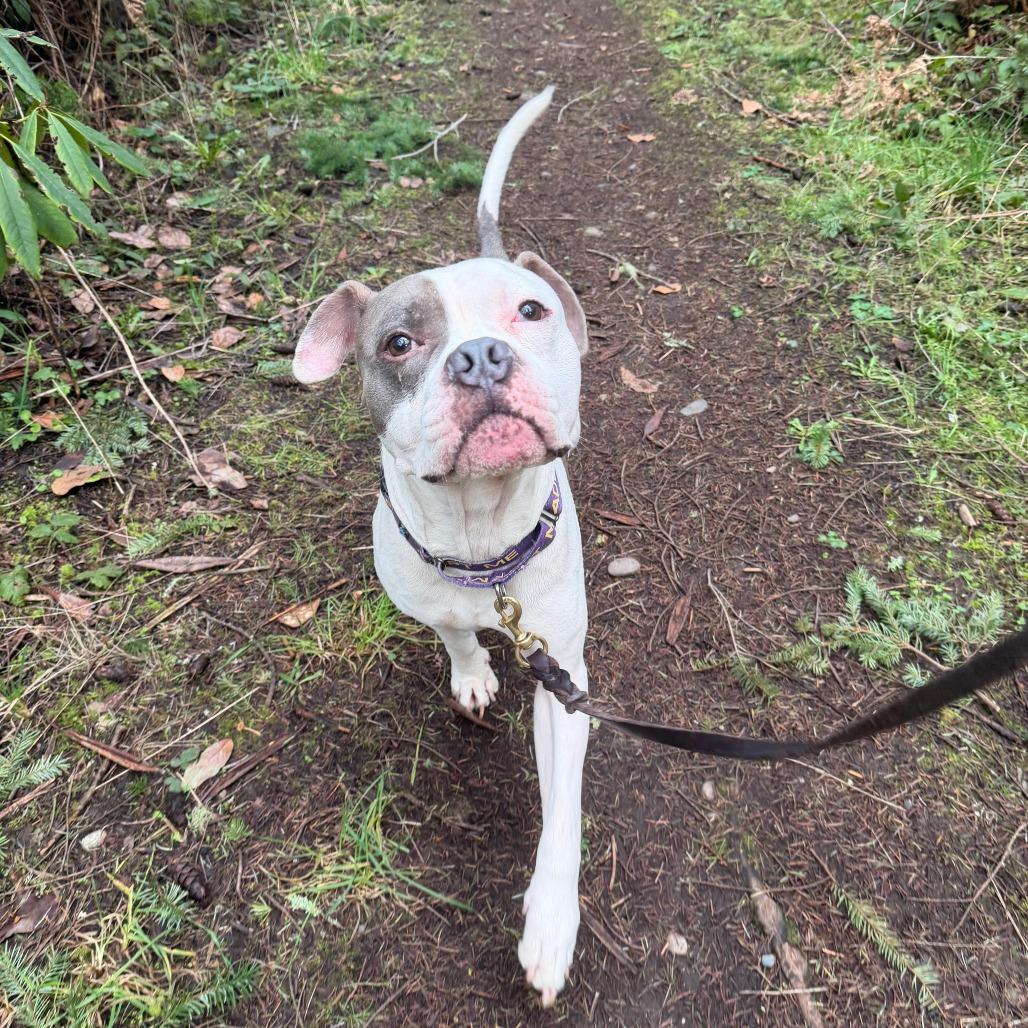 Ireland, Adoptable, Adult Male American Bulldog.