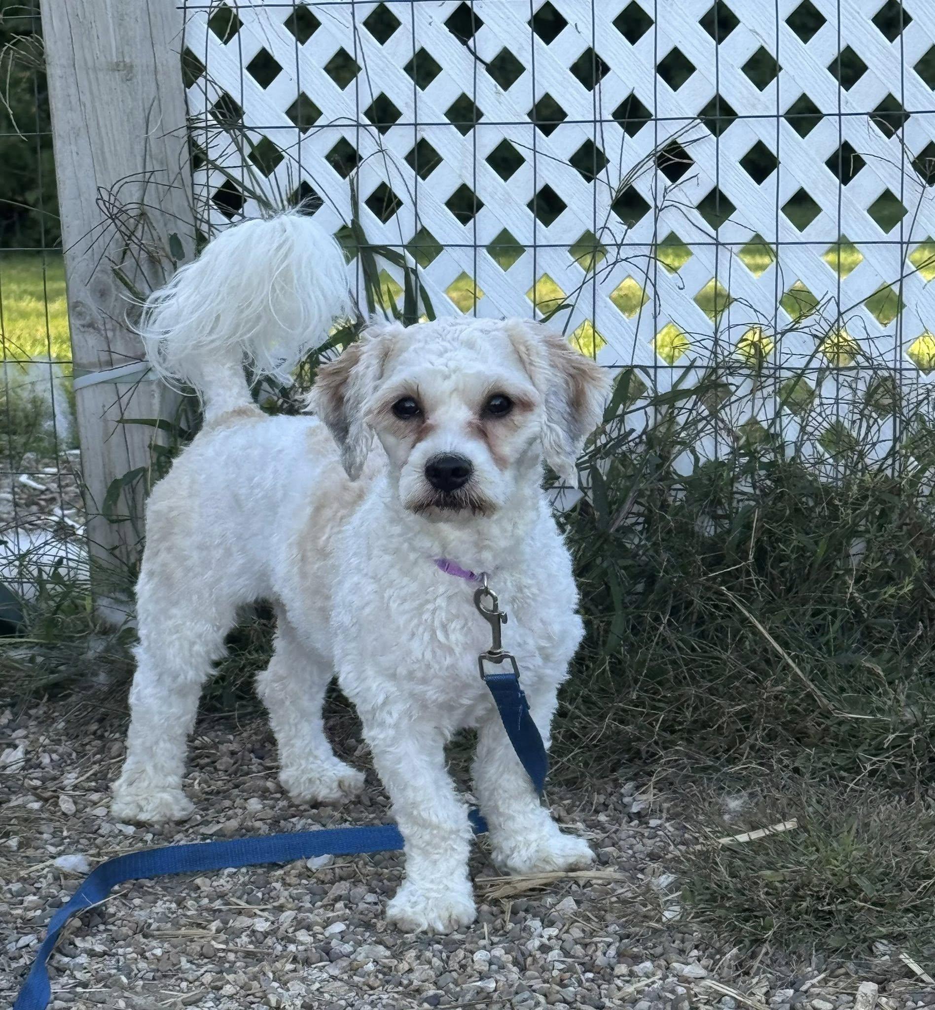 Fancy, an adoptable Cavachon in Decorah, IA, 52101 | Photo Image 1