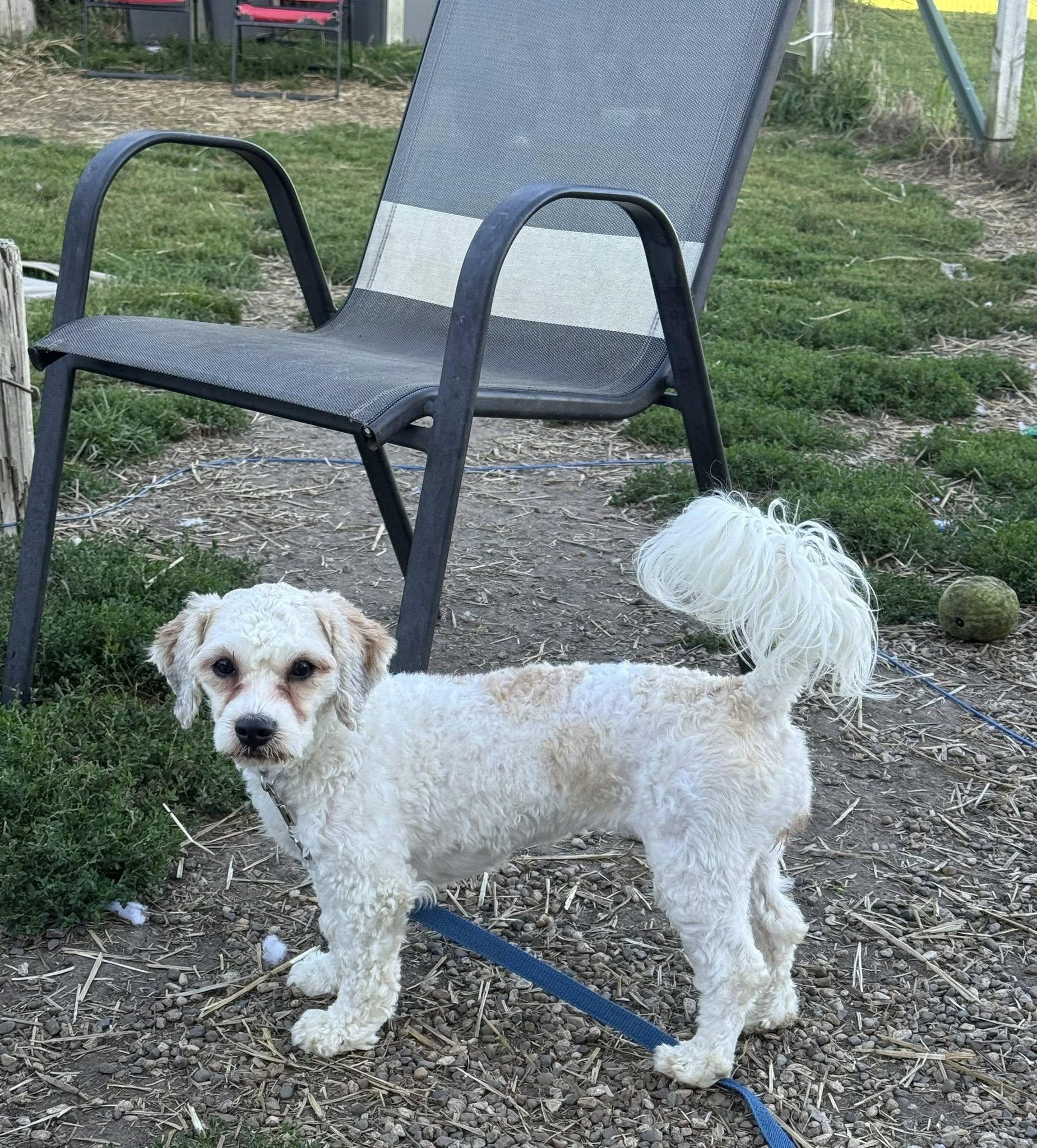 Fancy, an adoptable Cavachon in Decorah, IA, 52101 | Photo Image 3