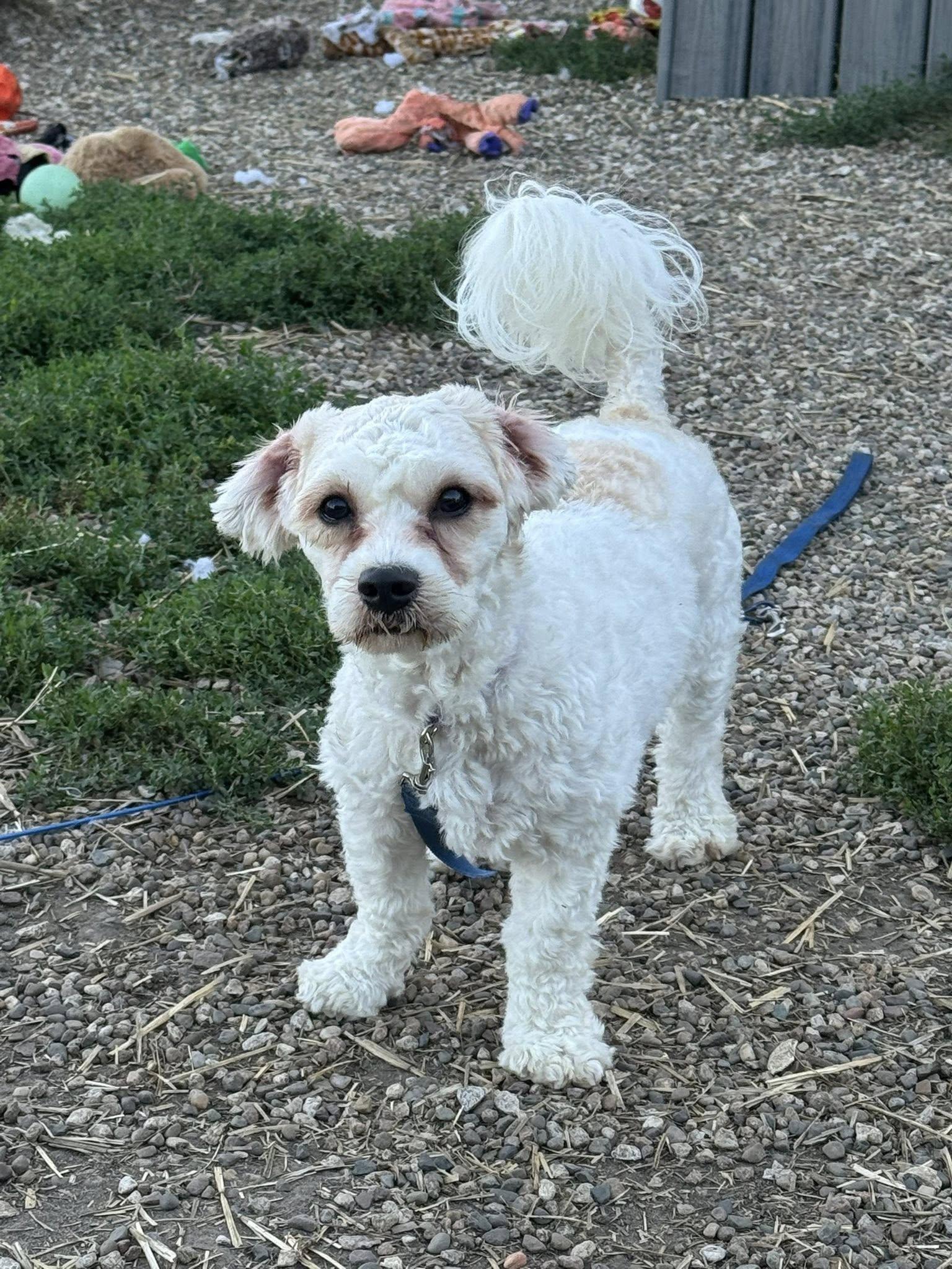 Fancy, an adoptable Cavachon in Decorah, IA, 52101 | Photo Image 2