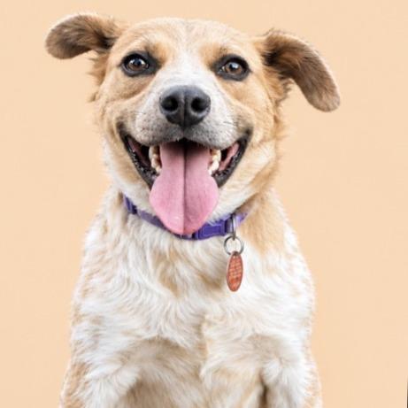 Enlarge Survivor, a Adoptable mixed breed in Kim, CO image 1/2