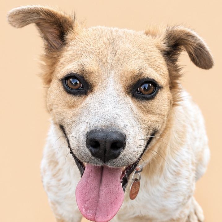 Enlarge Survivor, a Adoptable mixed breed in Kim, CO image 2/2