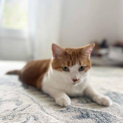 Enlarge Thunder Cat, a Adoptable mixed breed in Atlanta, GA image 2/3