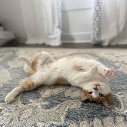 Enlarge Thunder Cat, a Adoptable mixed breed in Atlanta, GA image 3/3