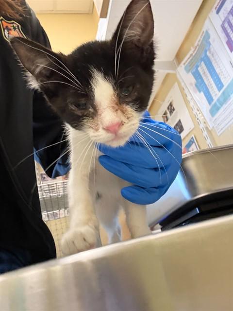 Enlarge MINDY, a Adoptable Domestic Short Hair in Fort Myers, FL image 1/1