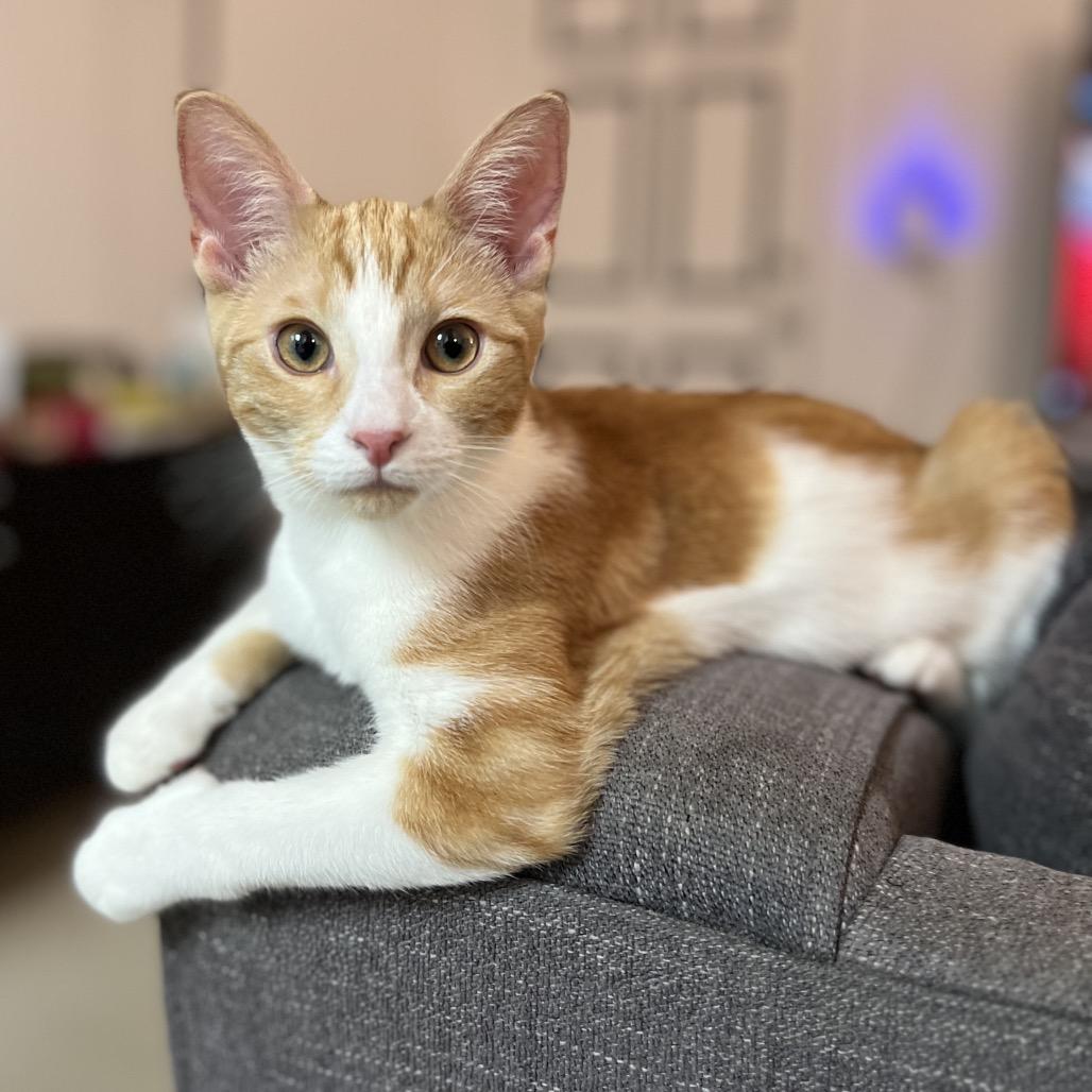 Sugar — thumbnail 2