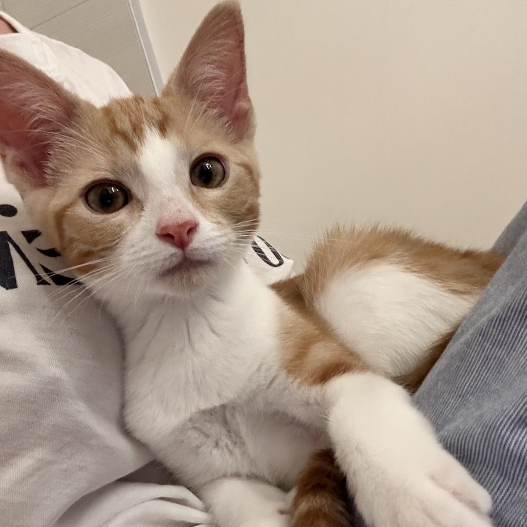 Sugar — thumbnail 3