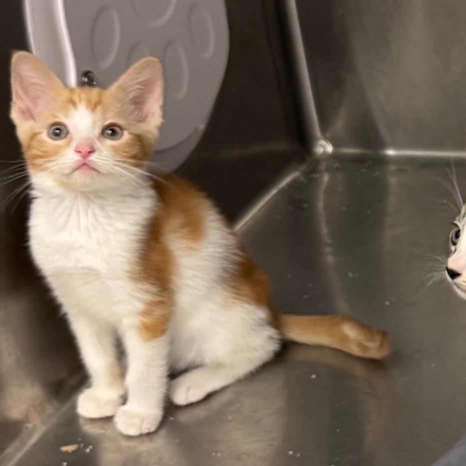 Sugar — thumbnail 4