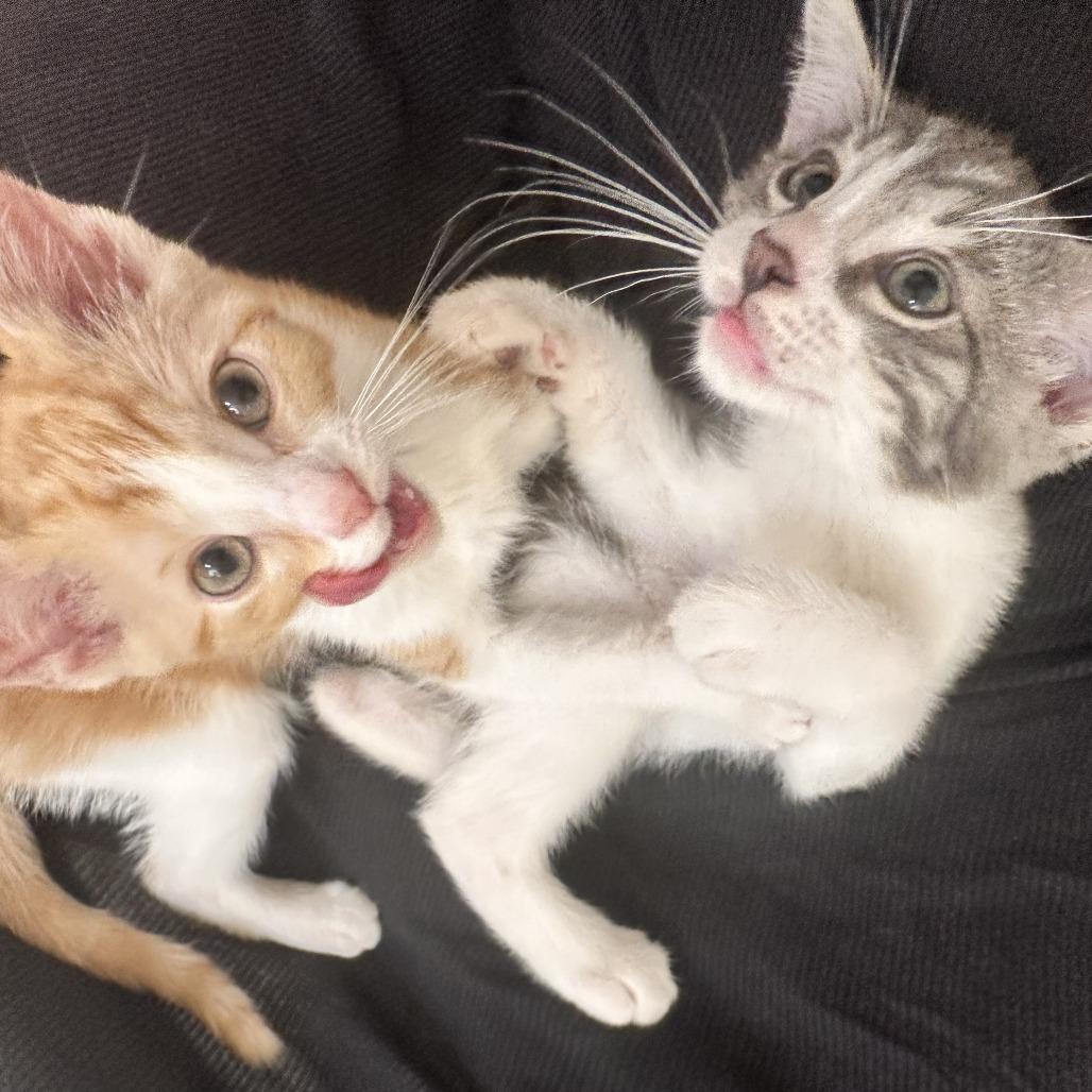 Sugar — thumbnail 5