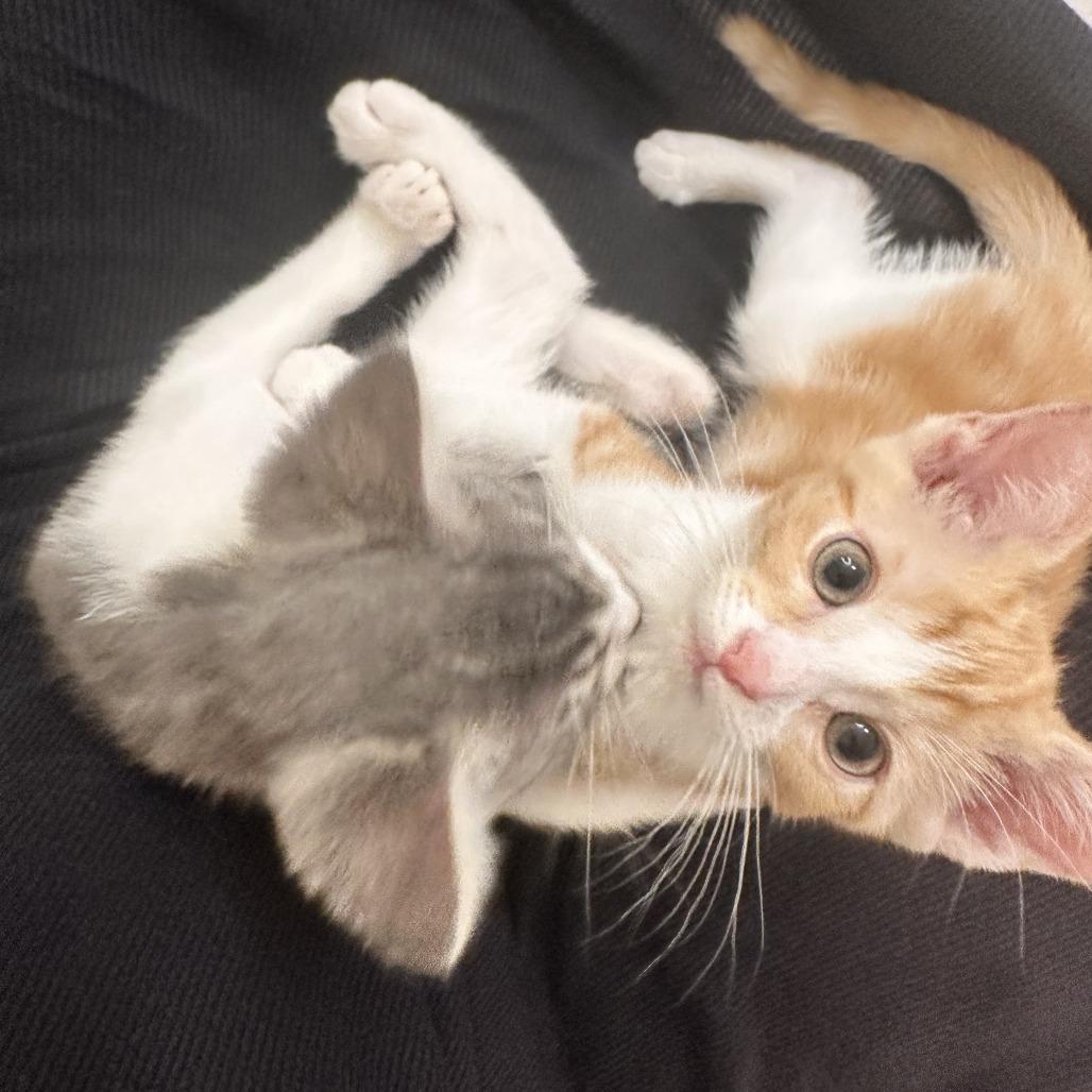 Sugar — thumbnail 6