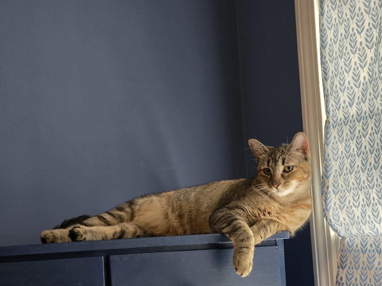 Febe, Adoptable, Young Female Domestic Short Hair.