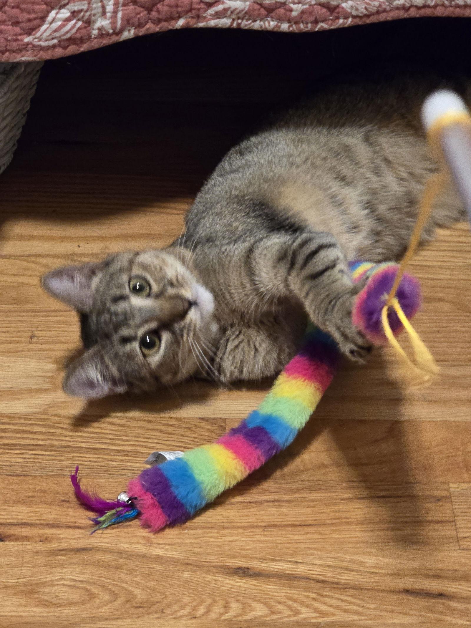 Enlarge Febe, a Adoptable Domestic Short Hair in Naugatuck, CT image 1/3