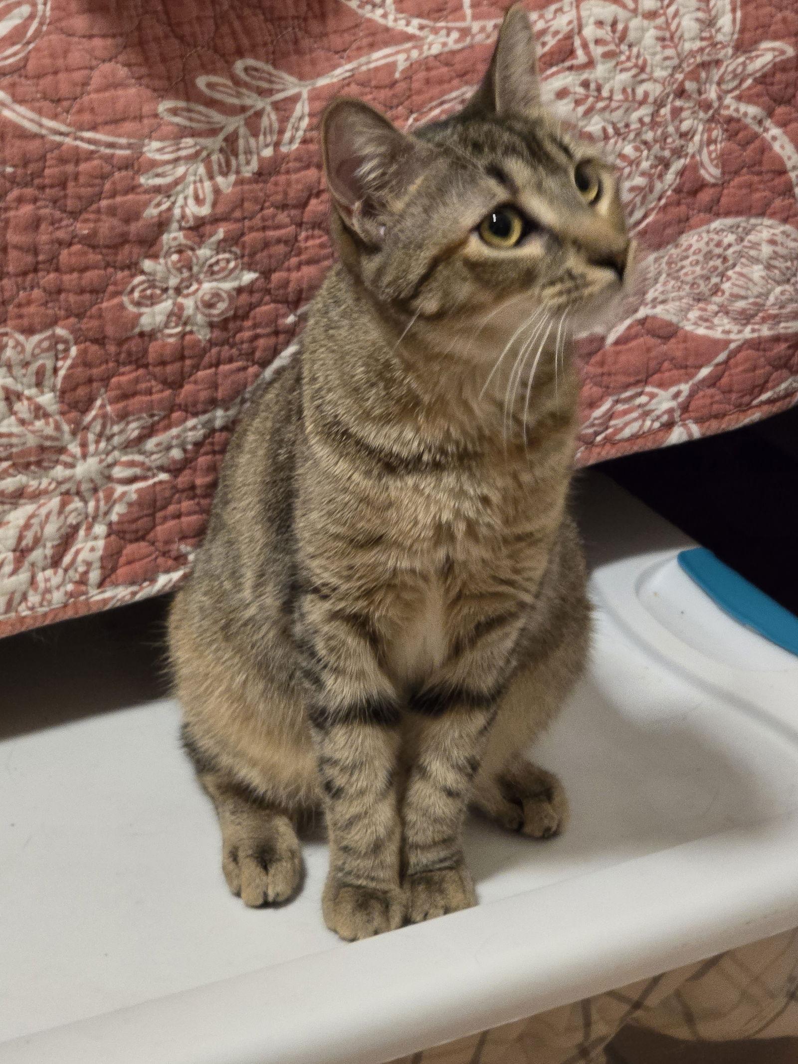 Enlarge Febe, a Adoptable Domestic Short Hair in Naugatuck, CT image 2/3