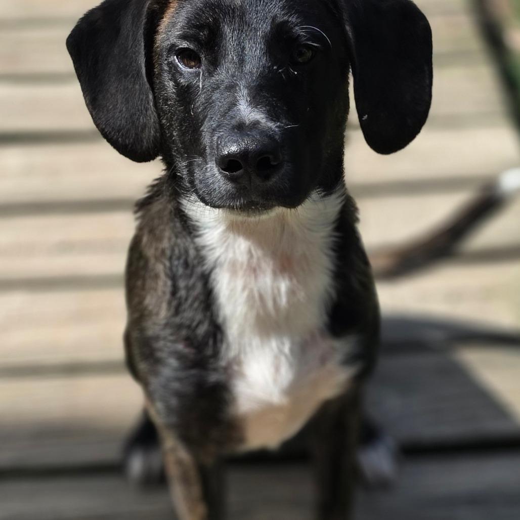 Rookie, Adoptable, Puppy Male Mountain Cur.