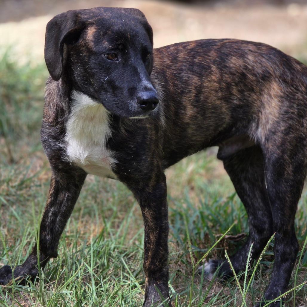 Enlarge Rookie, a Adoptable mixed breed in Allentown , PA image 2/3