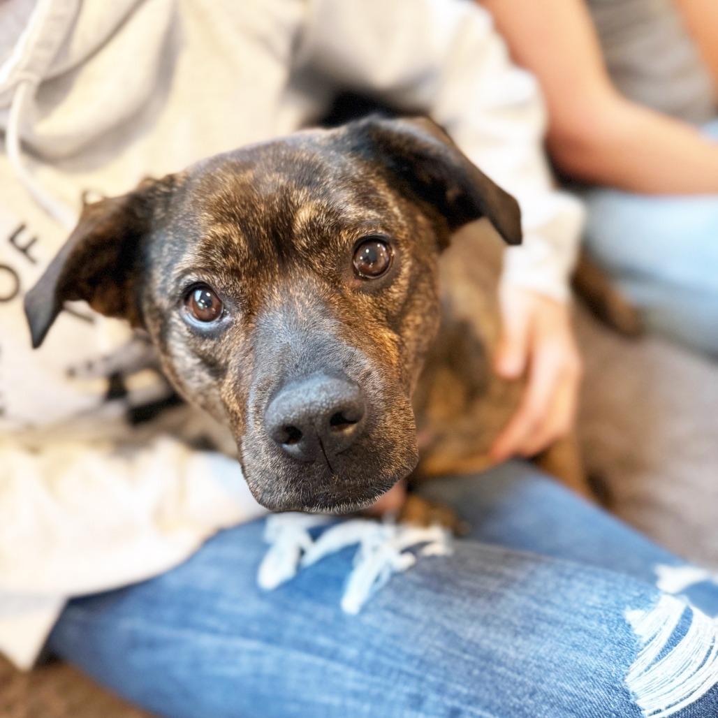 Nesta - adoption pending, Adoptable, Adult Female Mixed Breed & Mixed Breed.