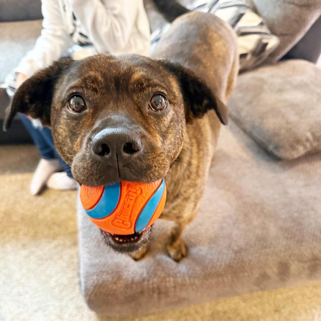 Nesta - adoption pending, a Adoptable mixed breed in Oshkosh, WI image 2/6