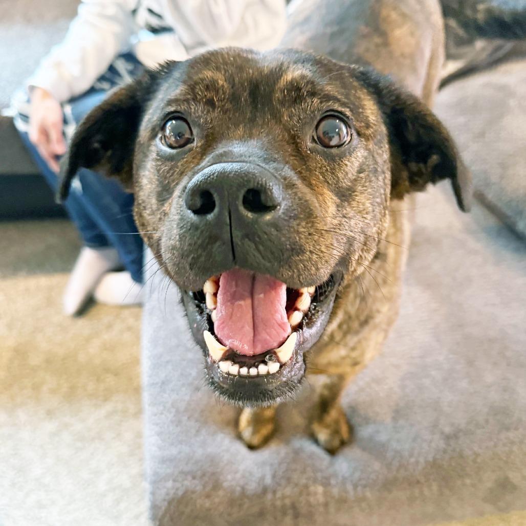 Nesta - adoption pending, a Adoptable mixed breed in Oshkosh, WI image 3/6