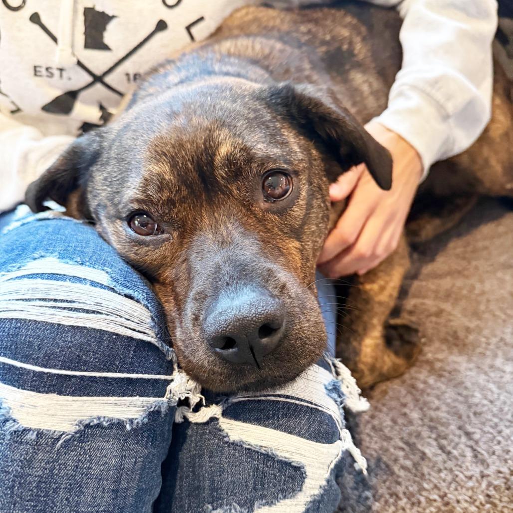 Nesta - adoption pending, a Adoptable mixed breed in Oshkosh, WI image 4/6