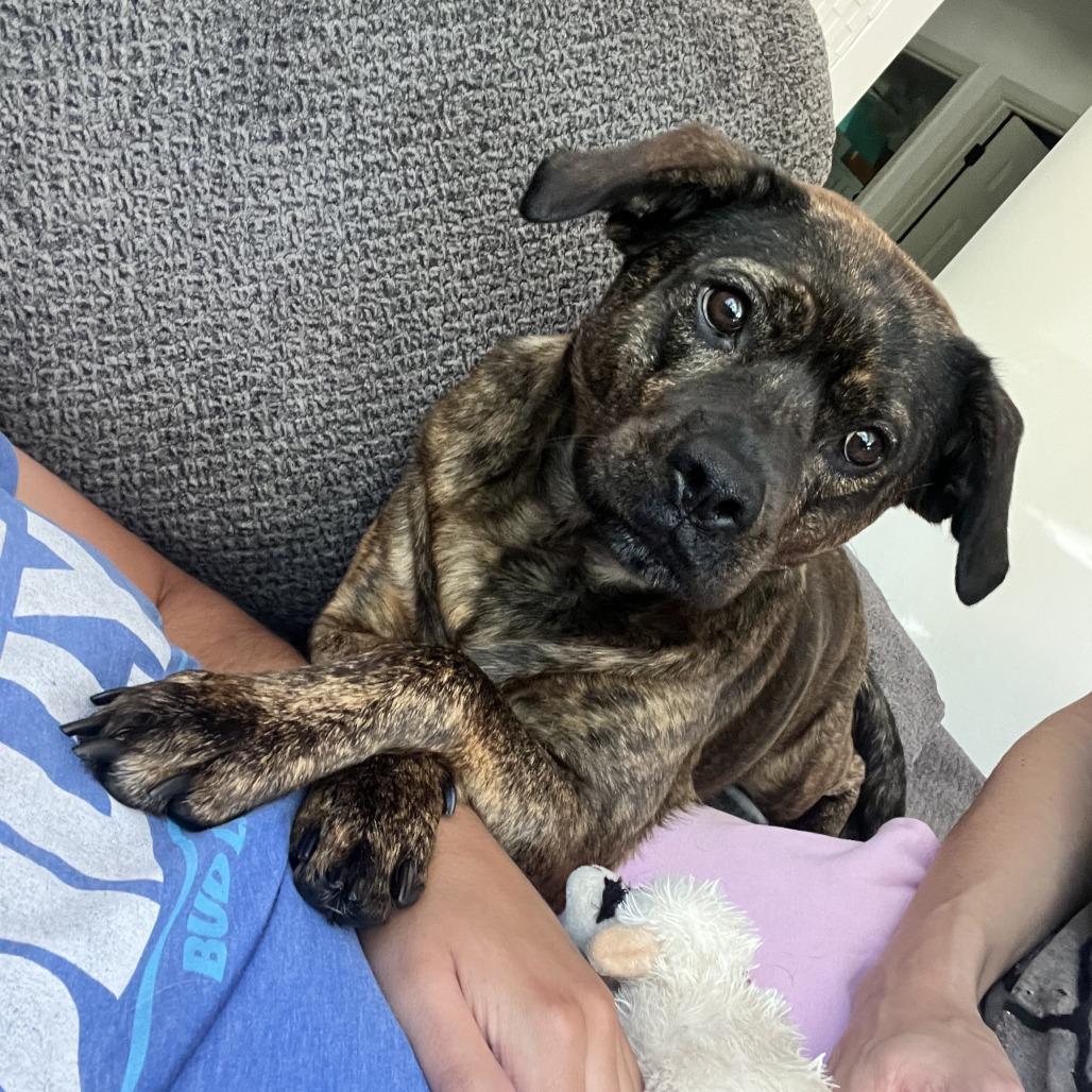 Nesta - adoption pending, a Adoptable mixed breed in Oshkosh, WI image 5/6