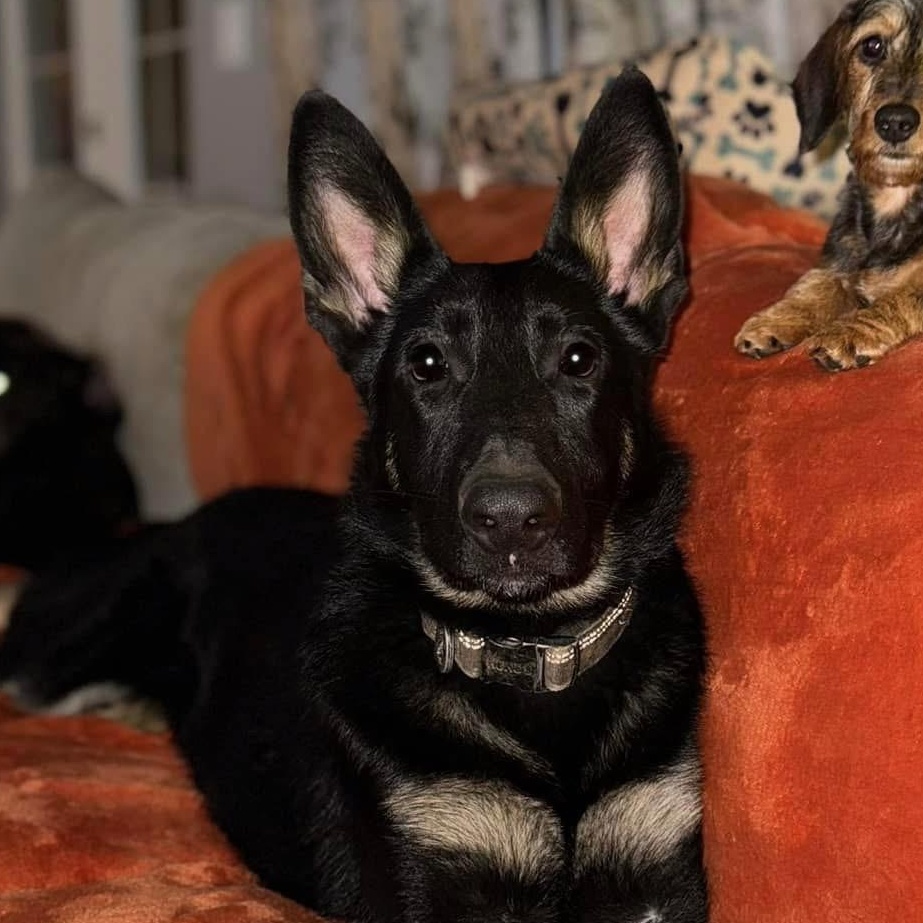 Rambo, Adult Male German Shepherd Dog