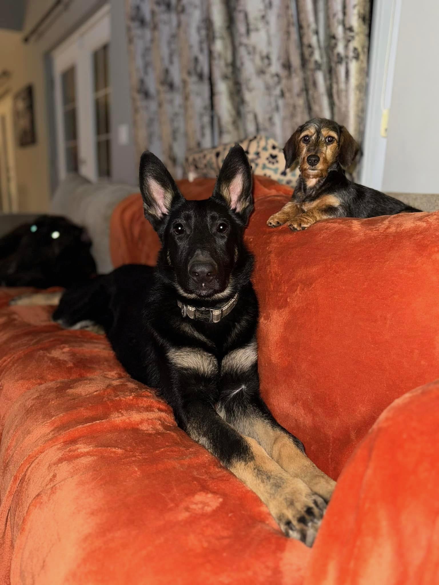 Rambo photo 2
