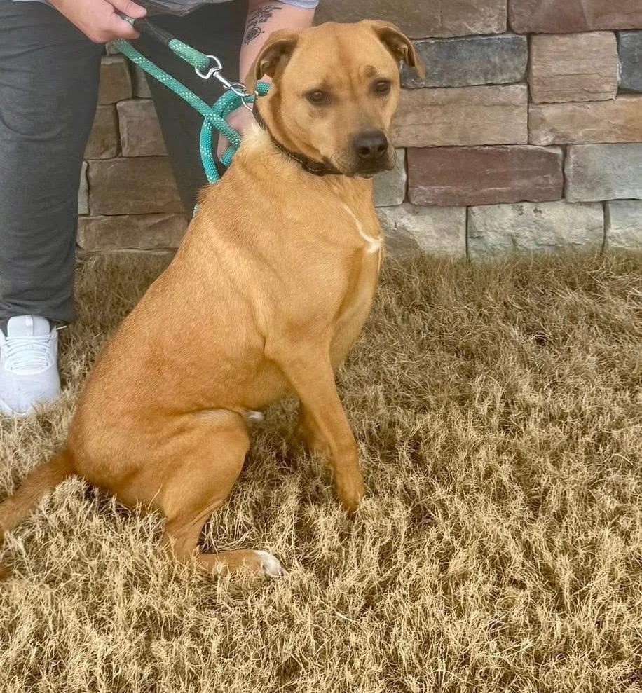 Enlarge Minnie, a Adoptable mixed breed in East Ridge, TN image 1/6