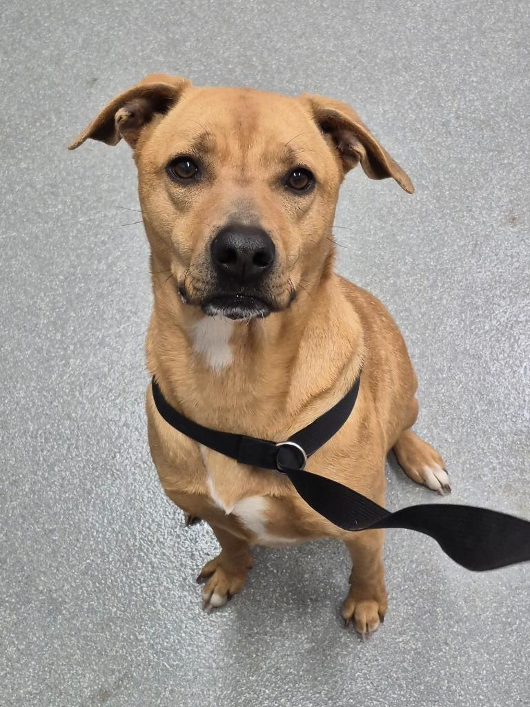 Enlarge Minnie, a Adoptable mixed breed in East Ridge, TN image 2/6