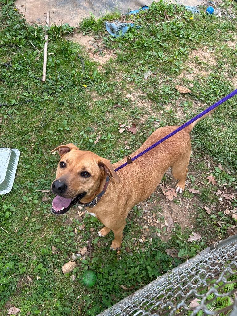 Enlarge Minnie, a Adoptable mixed breed in East Ridge, TN image 3/6