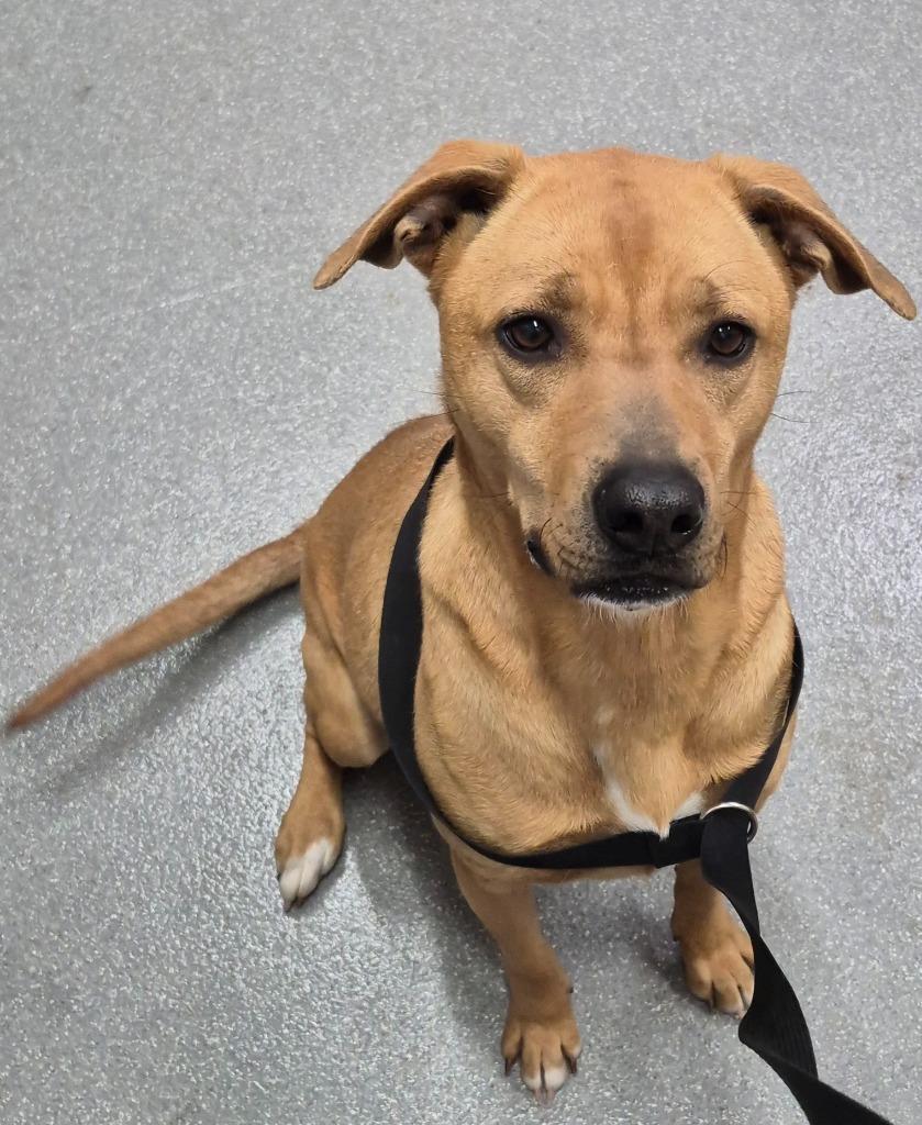 Enlarge Minnie, a Adoptable mixed breed in East Ridge, TN image 4/6