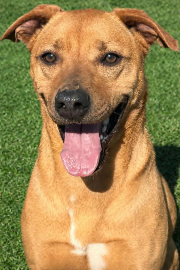 Enlarge Minnie, a Adoptable mixed breed in East Ridge, TN image 5/6