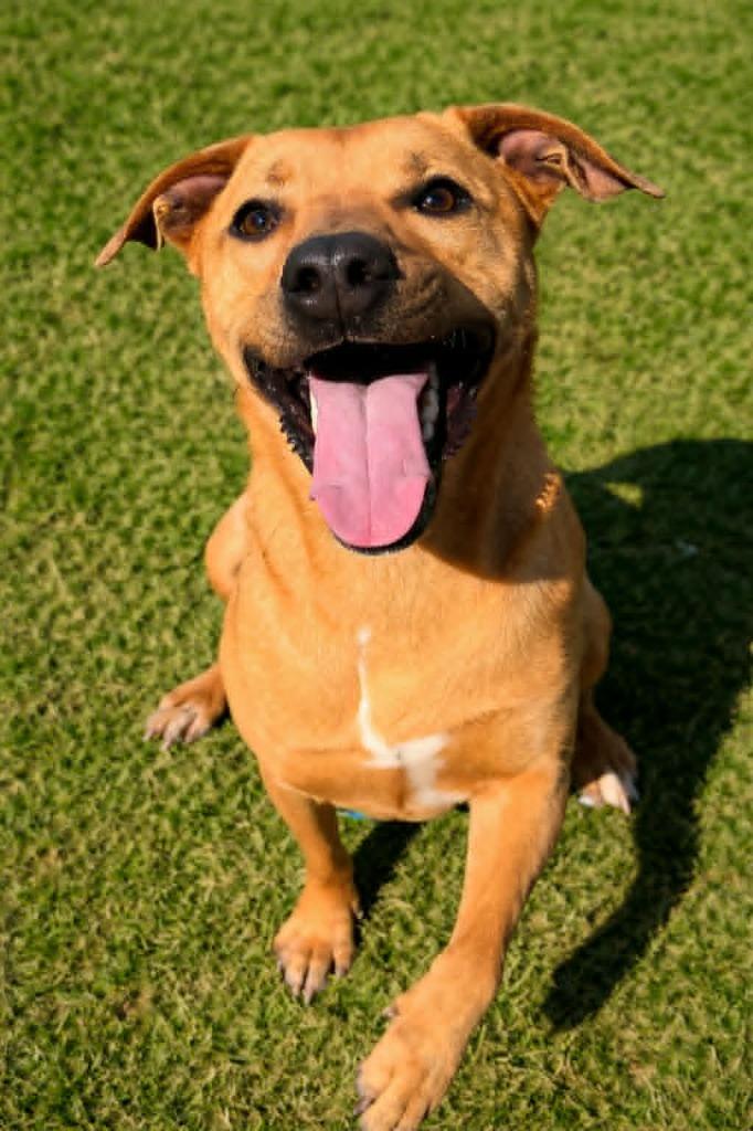 Enlarge Minnie, a Adoptable mixed breed in East Ridge, TN image 6/6