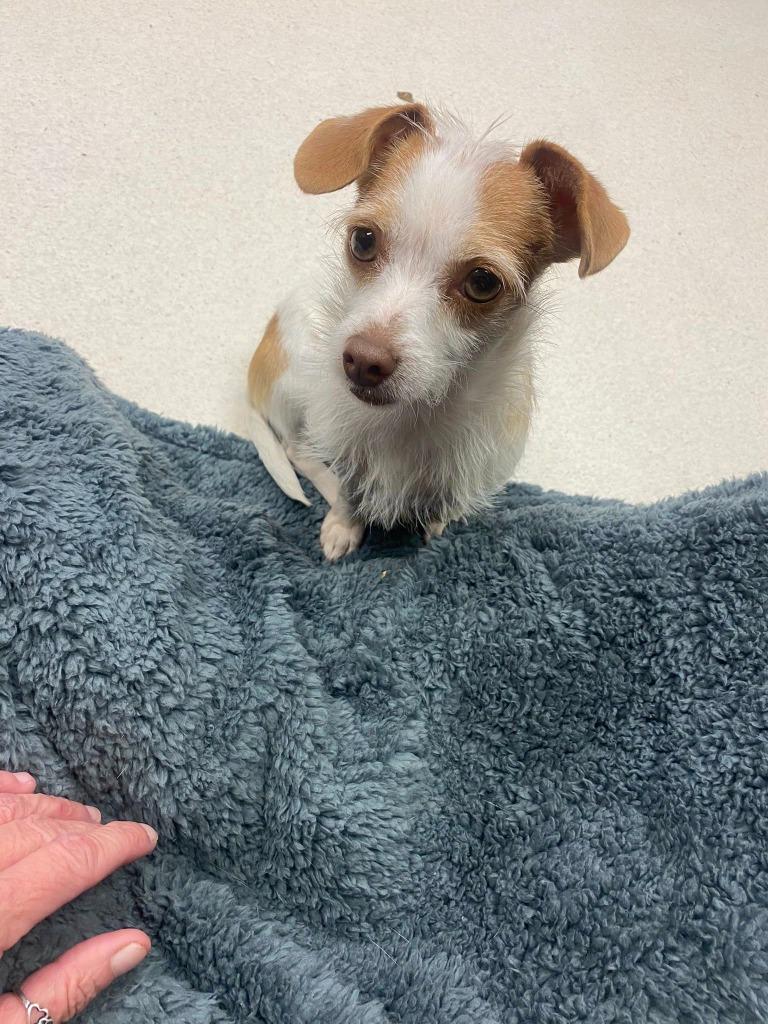 Olive, a Adoptable mixed breed in CONROE, TX image 2/6