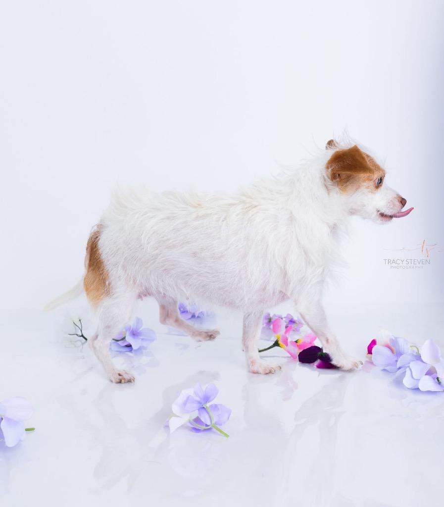 Olive, a Adoptable mixed breed in CONROE, TX image 3/6