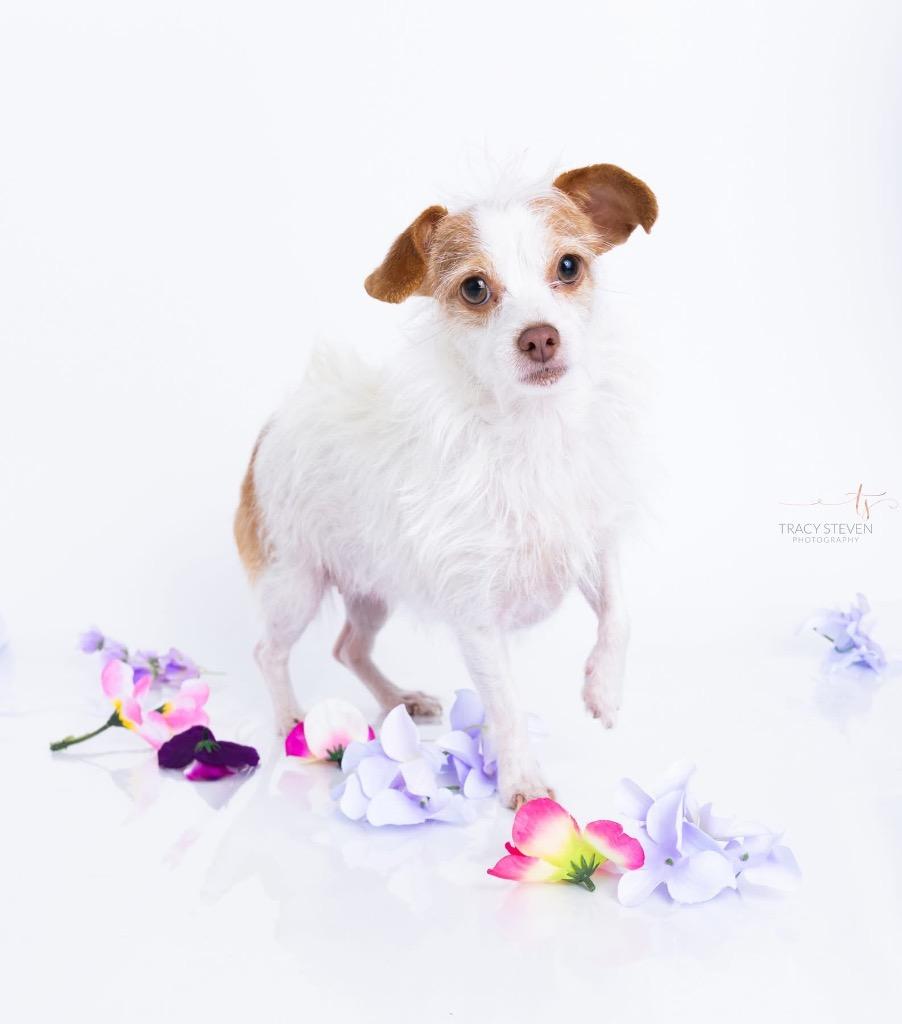 Olive, a Adoptable mixed breed in CONROE, TX image 4/6