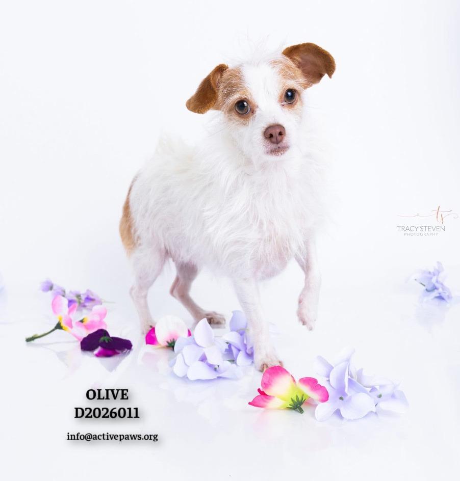 Olive, a Adoptable mixed breed in CONROE, TX image 1/6