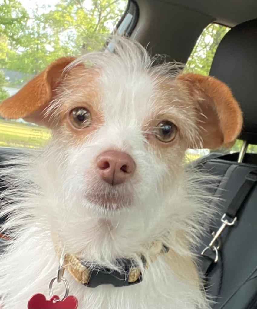 Olive, a Adoptable mixed breed in CONROE, TX image 5/6
