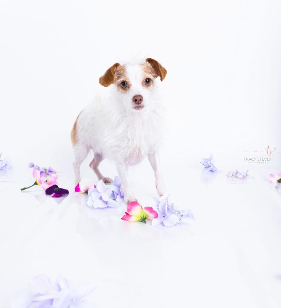 Olive, a Adoptable mixed breed in CONROE, TX image 6/6