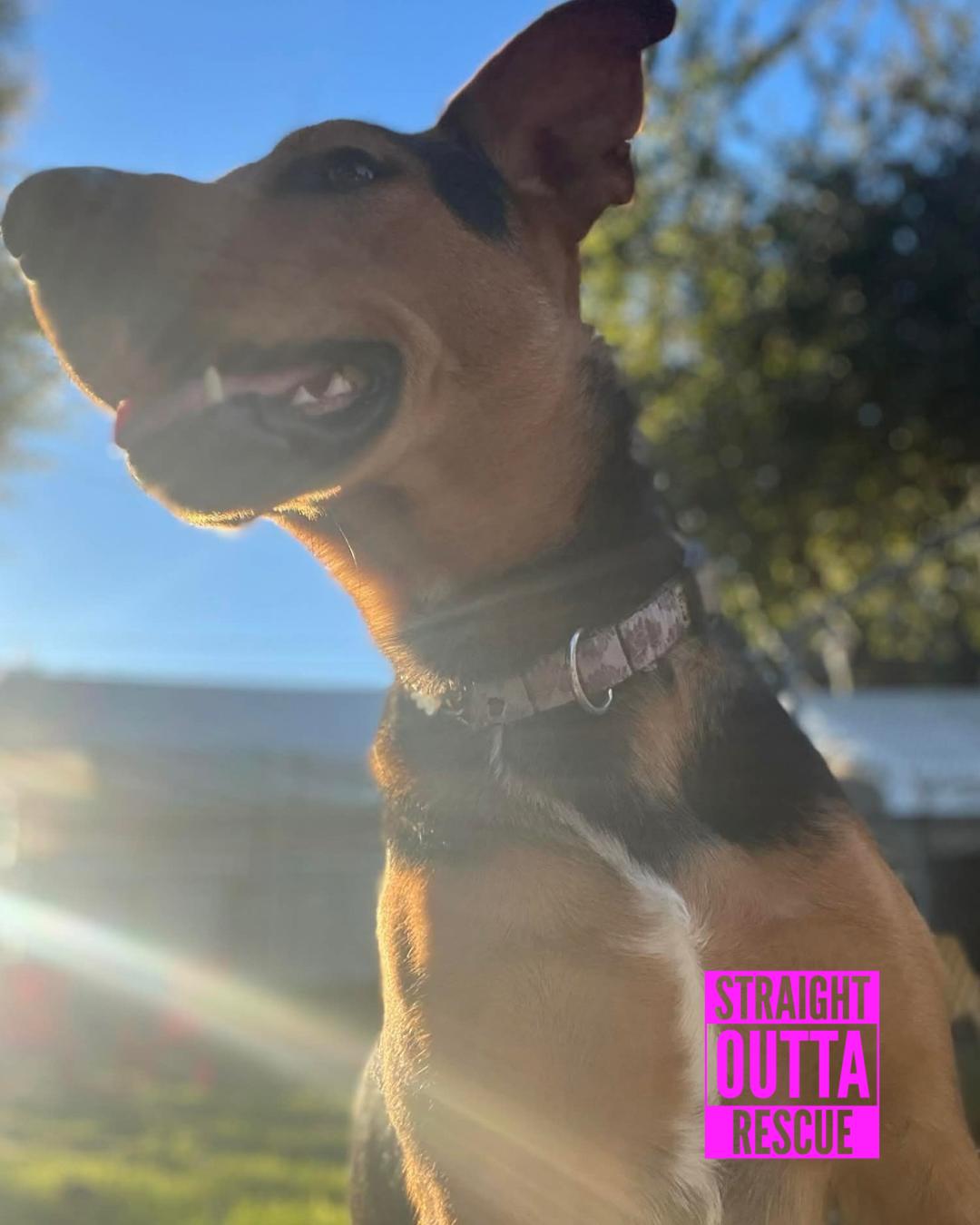 Falcon, an adopted mixed breed in Vancouver, BC image 6/6