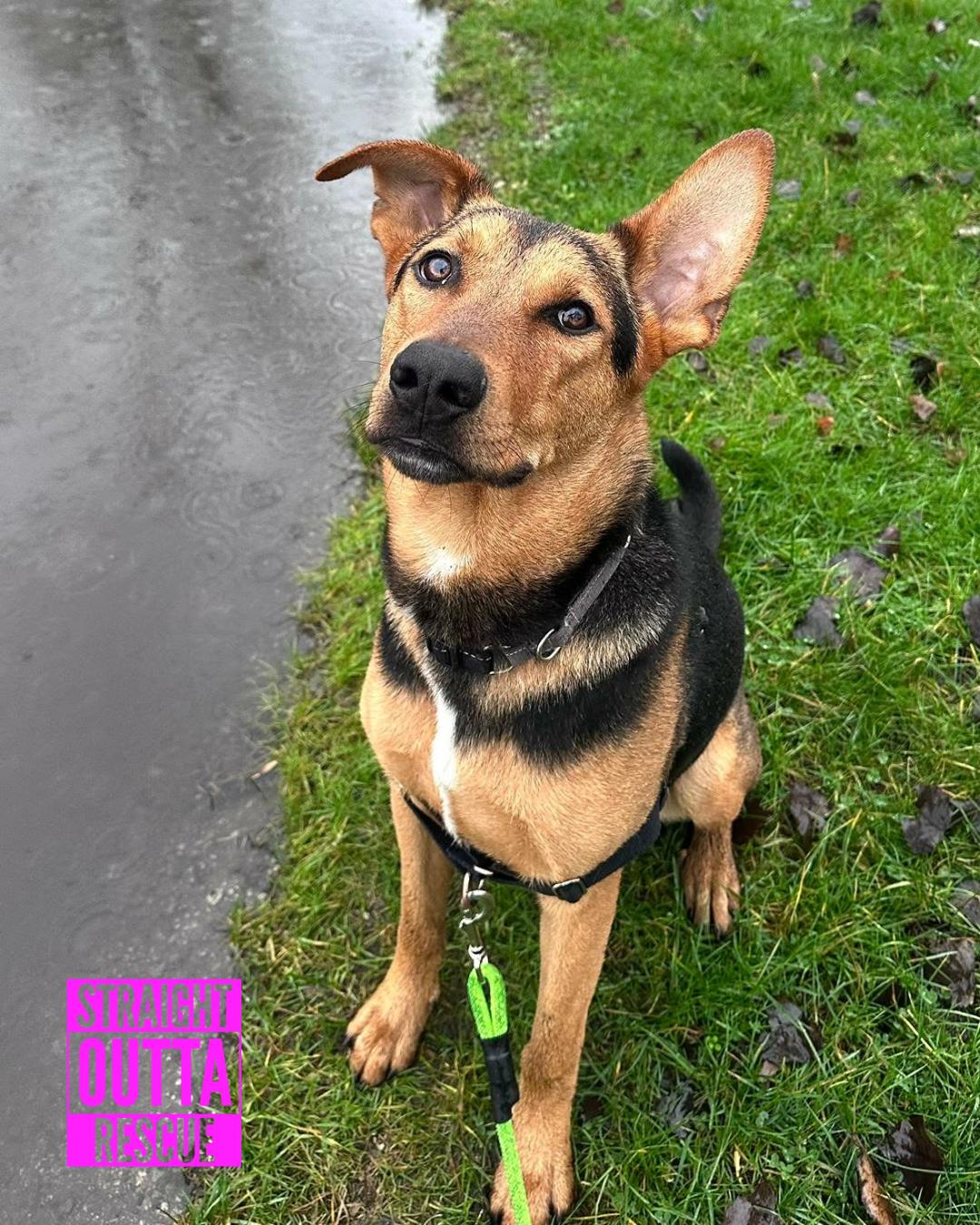 Falcon, an adopted mixed breed in Vancouver, BC image 1/6