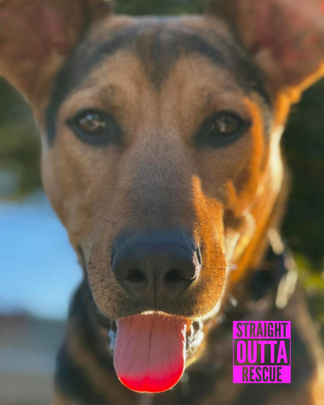 Falcon, an adopted mixed breed in Vancouver, BC image 4/6