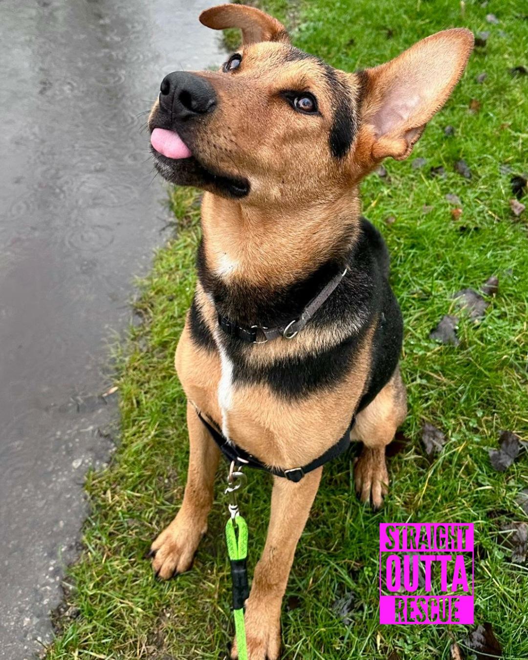 Falcon, an adopted mixed breed in Vancouver, BC image 3/6